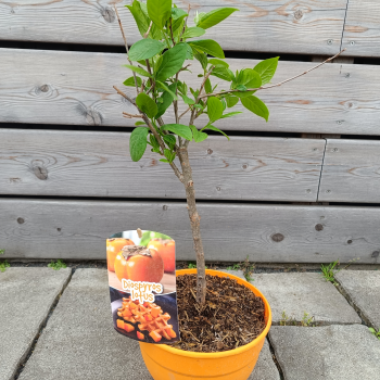 Diospyros Kaki (Ebenovník rajčiakonosný) HURMIKAKI ´VANIGLIA´ - výška 30-40 cm, kont. C3L (-20°C) - BONSAJ - DECO MISA